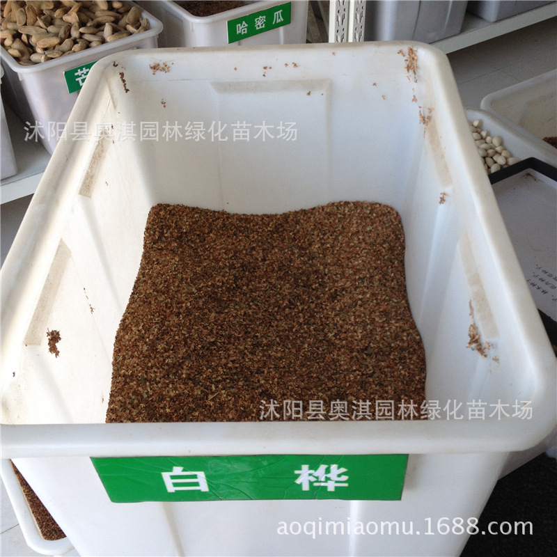 供一级优质白桦种子 白桦树种子 实物拍摄 质量保证 支持货到付款