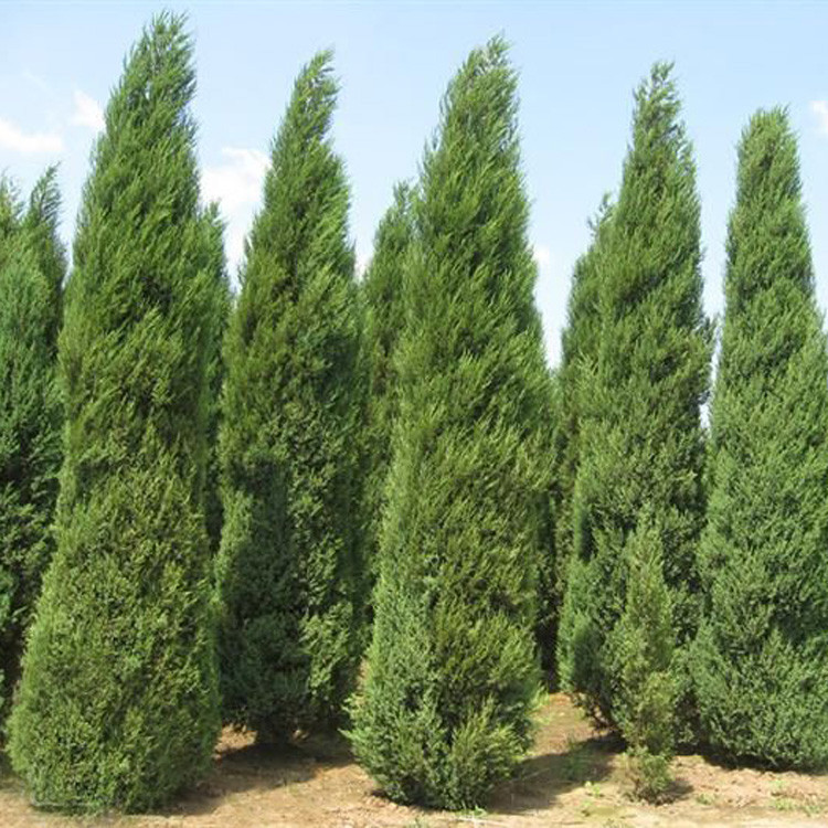 常年低价批发供应河南桧 桧柏 桧柏球,圣诞树,桧柏低价 - 苗木批发网