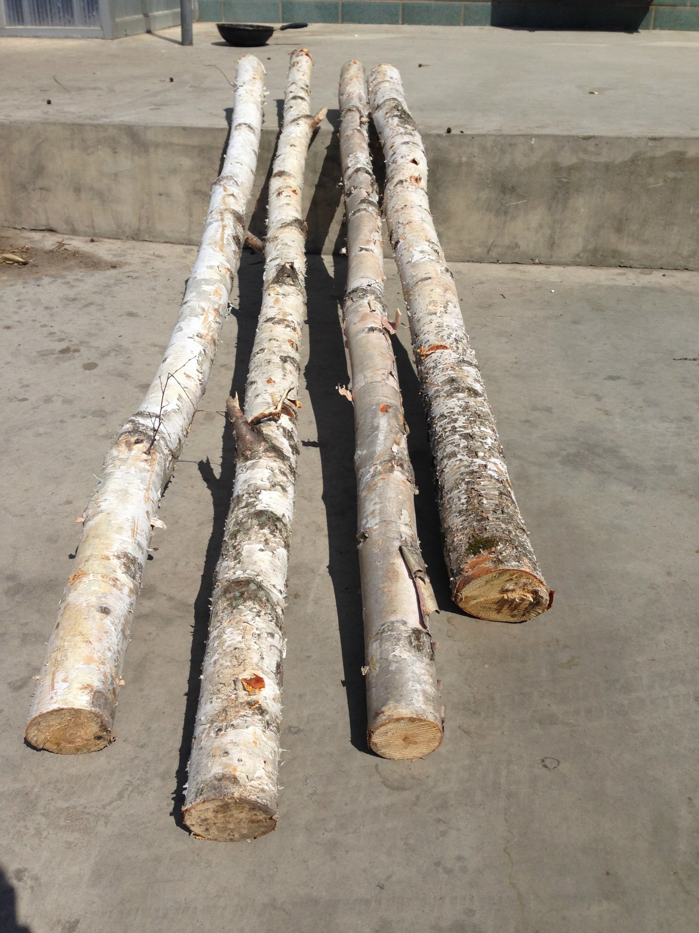 荐 供应热销白桦树棍 专供装饰工艺品原料