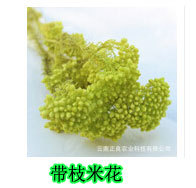 花材鏈接1_25