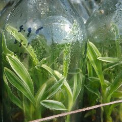 广州兰花_广州兰花供应商_广州兰花批发市场
