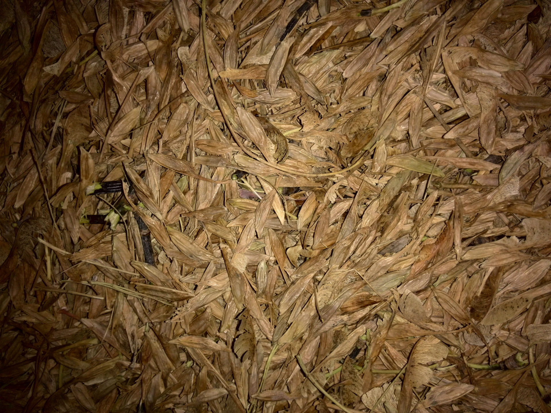 直销复叶槭种子 复叶槭小苗 糖槭种子批发 金叶复叶槭小苗 嫁接苗