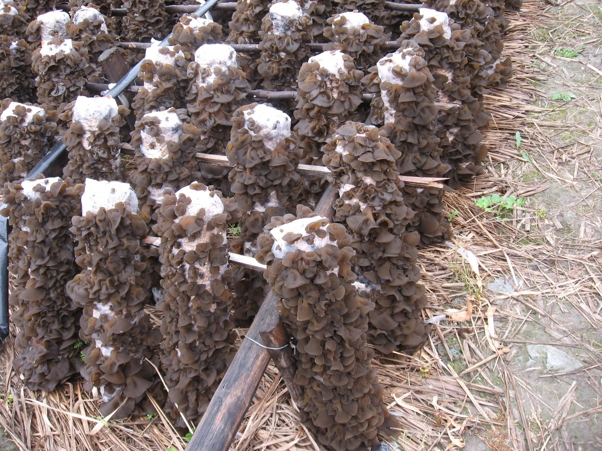 供应高产优质黑木耳菌种菌棒系列