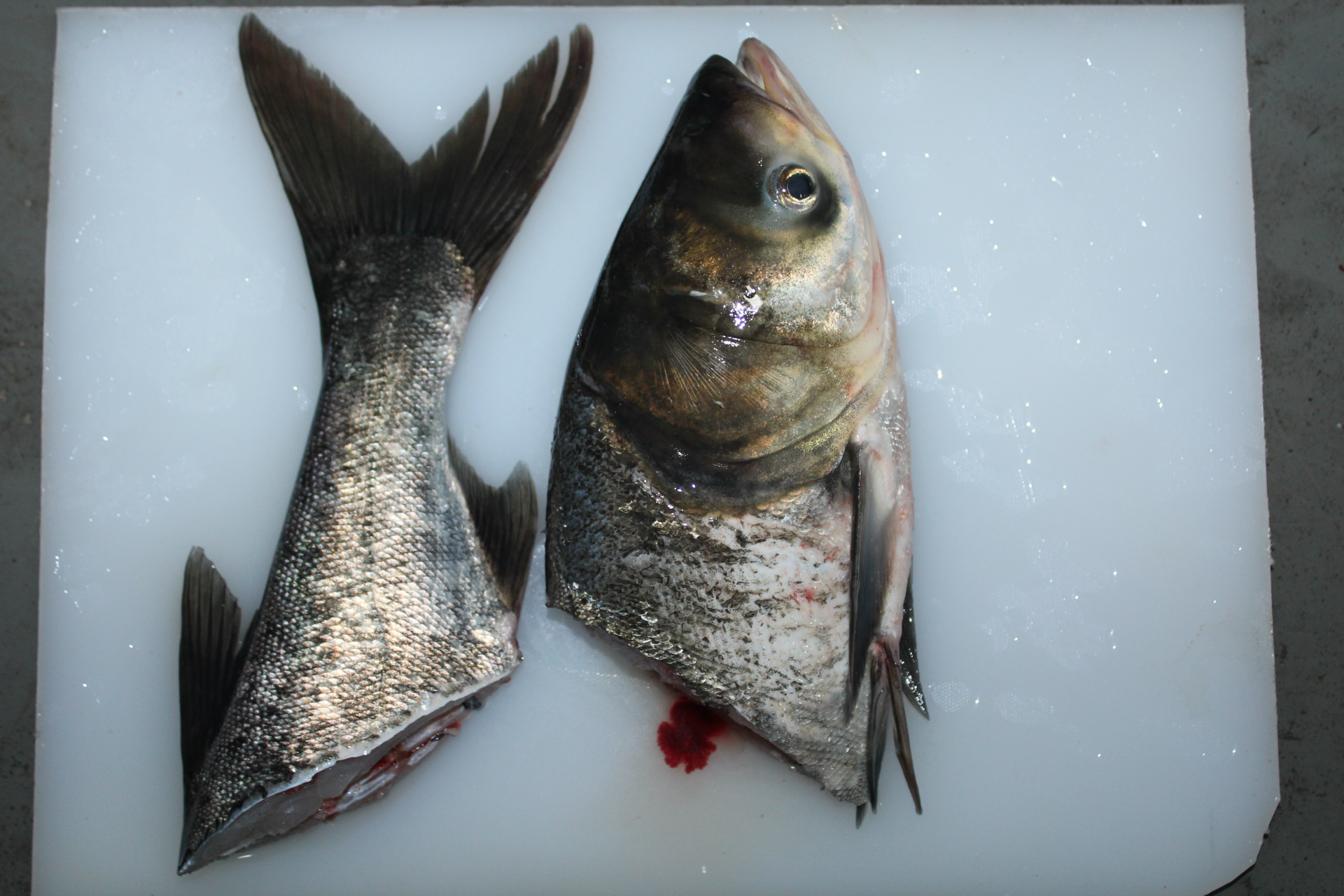 大头鱼鱼头胖头鱼鳙鱼鱼头