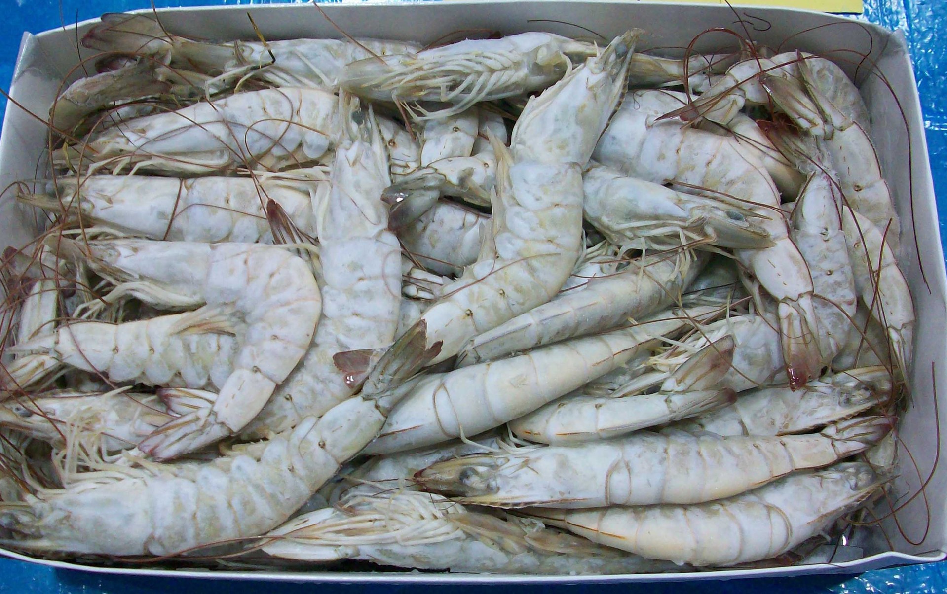 5kgx2盒装连头南美白虾