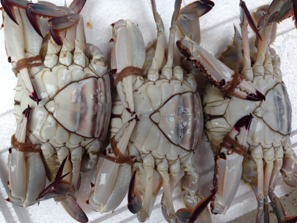 批发鲜活红膏梭子蟹5两左右每只精品一级海蟹海产品水产品海鲜