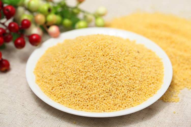 优质罐装 苏北农家特产小黄米 黄小米 煮粥佳品真空包装400g