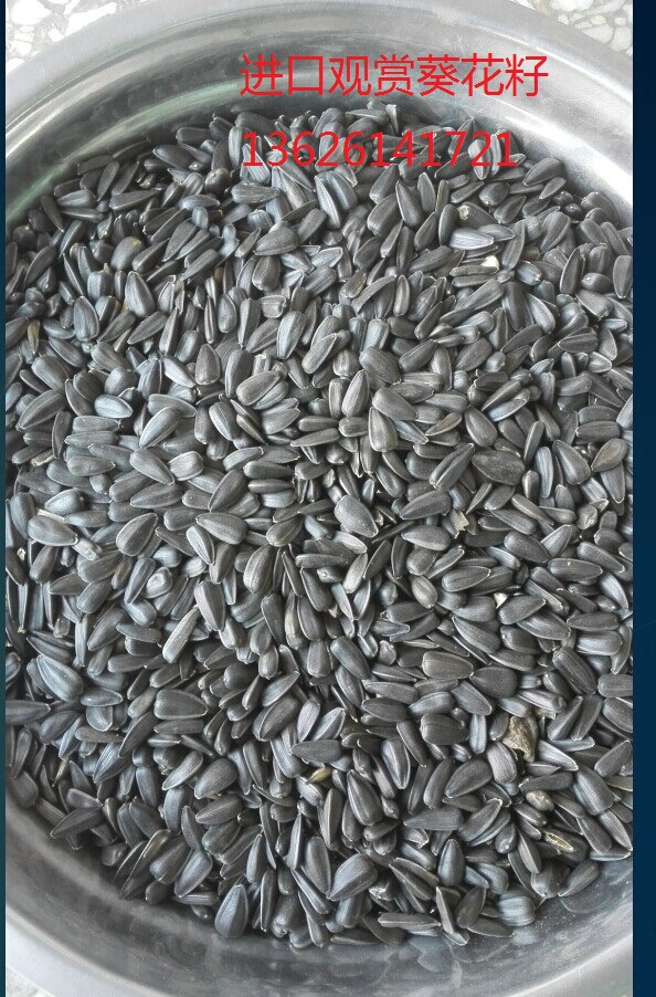 观赏小籽葵花