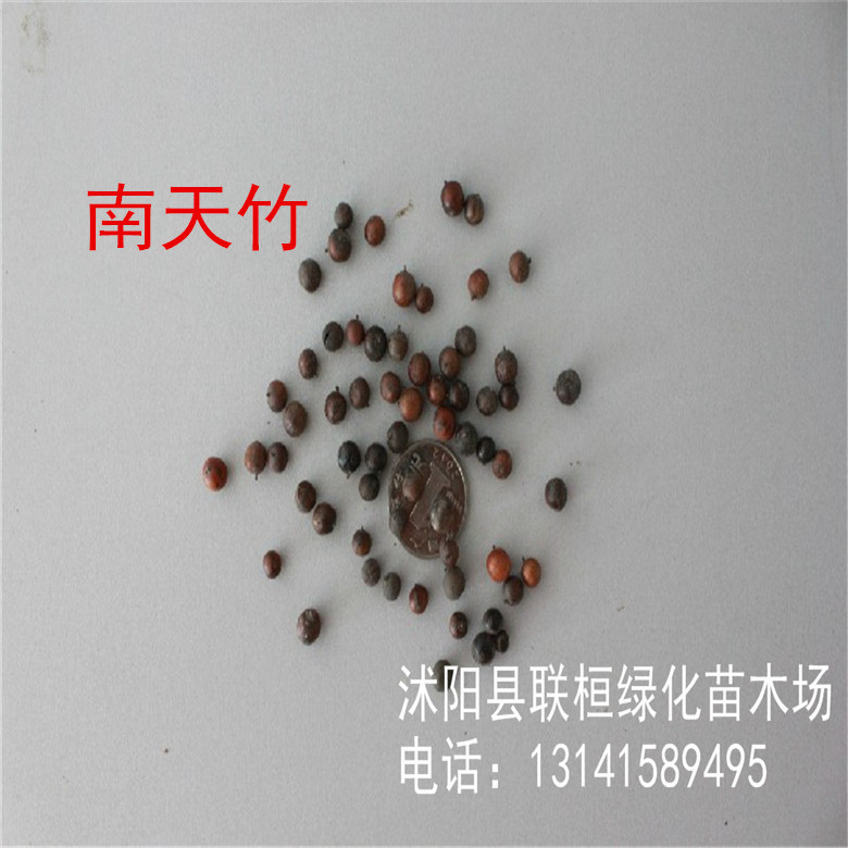 新采南天竹种子