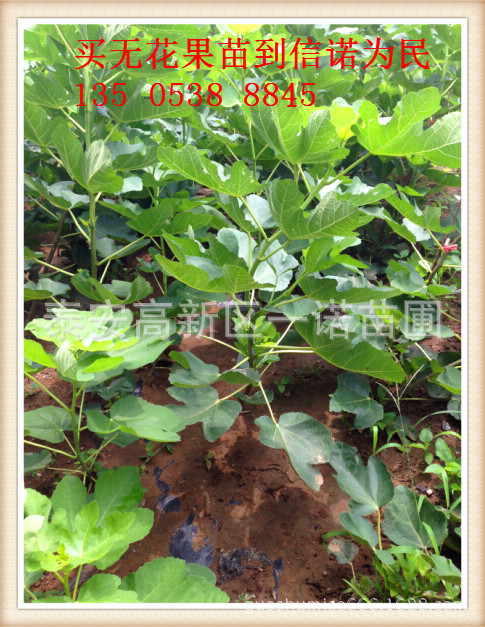 无花果苗