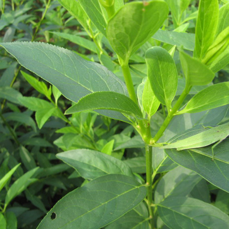 出售绿化苗木 灌木类 连翘 黄老虎 连翘苗 连翘大苗