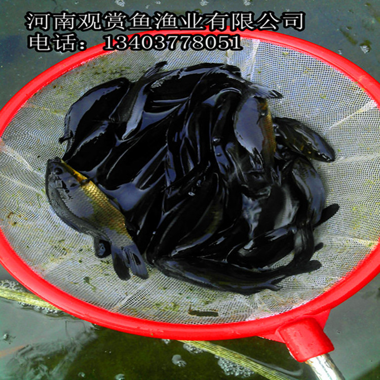 长尾小黑鲫鱼
