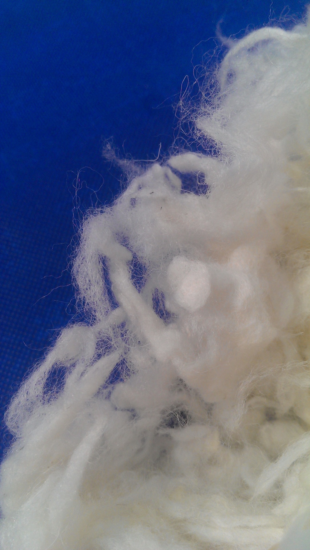 丝光羊毛  56支细支羊毛 丝光碳化羊毛 洗净毛 毛纺织家纺原料