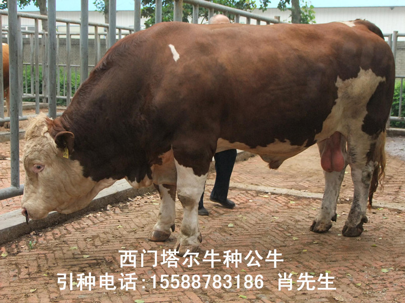 西门塔尔牛公牛