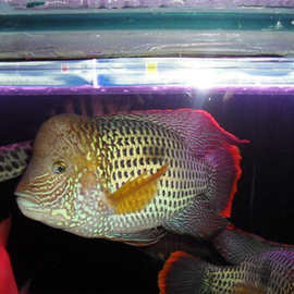 红尾皇冠鱼 蓝宝石 热带鱼 观赏鱼 鱼苗 2~13cm