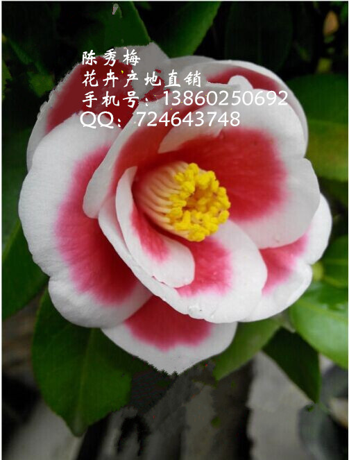 正宗太阳茶花批发精品茶花新品种茶花树苗茶花盆景