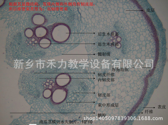 生物显微玻片 植物学切片 鸢尾根横切示加厚内皮层 出口切片批量