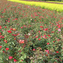 月季批发 红帽月季 月季花 月季苗 月季花苗