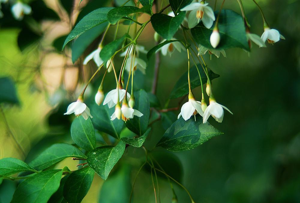 厂商进口供应 纯安息香精油 benzoin oil 原料供应商 质优价廉