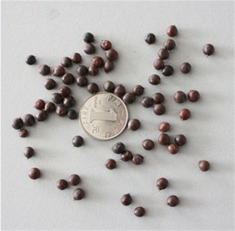 正宗新采优质黄山栾树树种子大量批发占地苗木价格