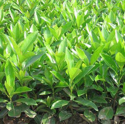 批发正宗枸杞苗 枸杞树苗 枸杞小苗 药用植物 农业批发网