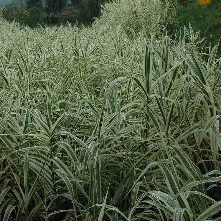 基地热销水生花卉花叶芦竹庭院池塘观赏水景园量大优惠