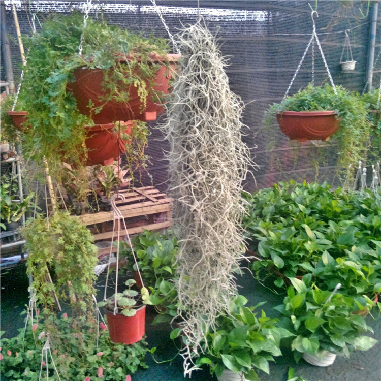 【基地直销】长绿粗松萝老人须 天然无土植物空气凤梨 吸甲醛