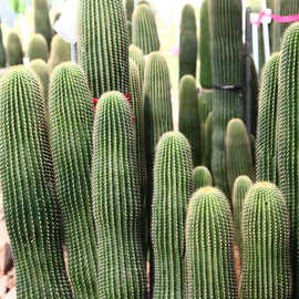 沙生大型植物 柱状仙人掌仙人柱大凤龙 室内景观布置展览热带公园