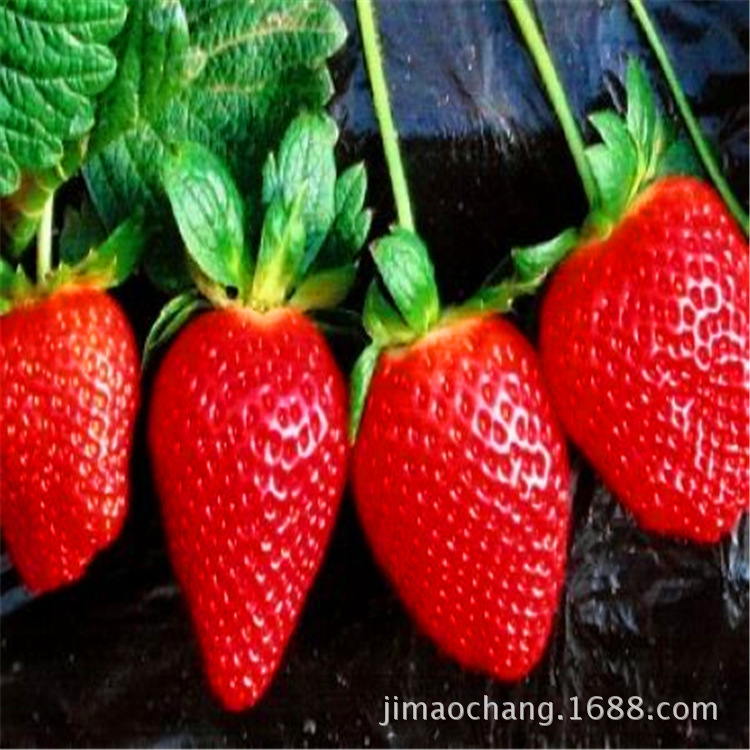 美王四季草莓苗_.美王四季草莓苗 果实 果形美
