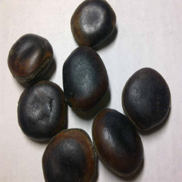 供应油麻藤种子速生藤本植物种子出芽率95花卉组合量大从优