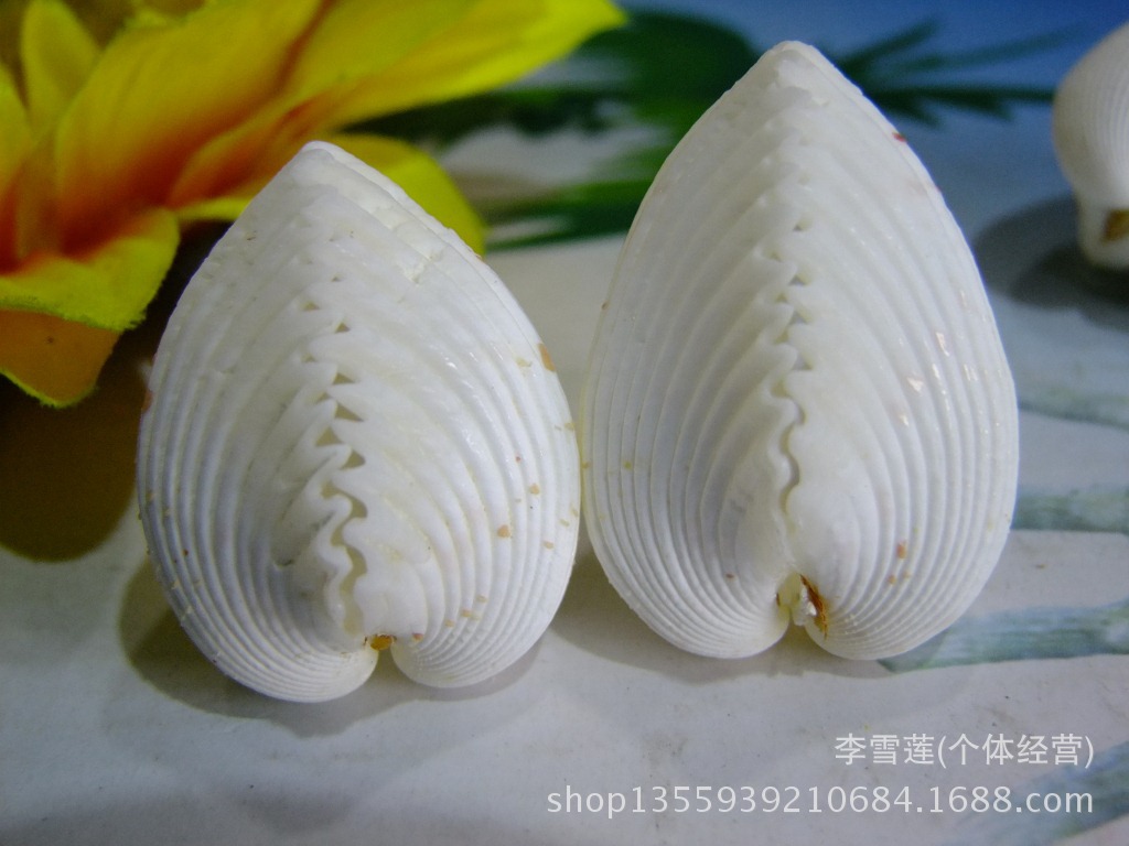 3-4厘米圆形鸡心贝 情侣贝壳 爱情礼物 天然海螺贝壳批发-阿里巴巴