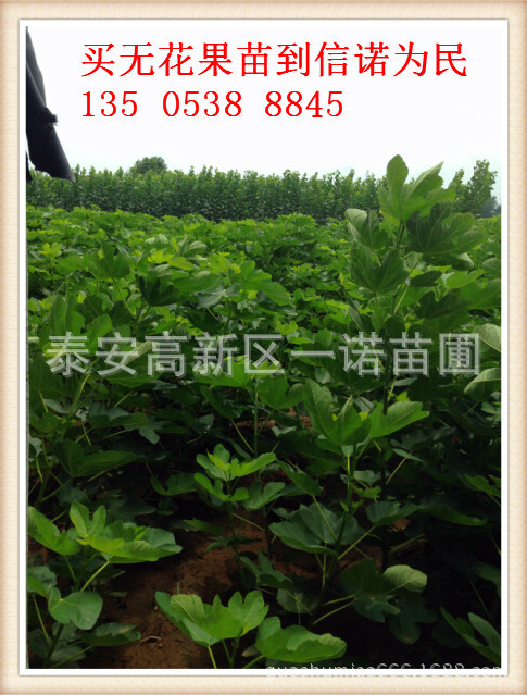 无花果苗