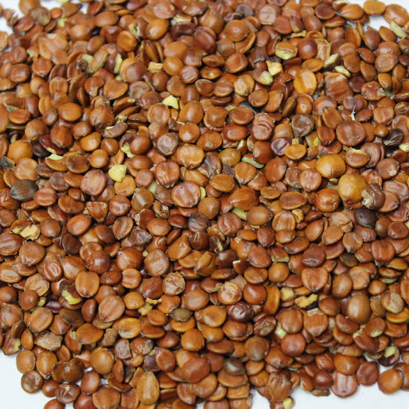 酸枣仁  理枣仁 枣仁壳少干净 农产品