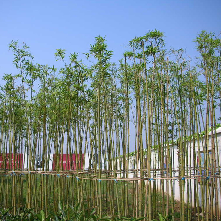 批发 刚竹 绿篱 园林工程竹子苗 - 苗木批发交易网