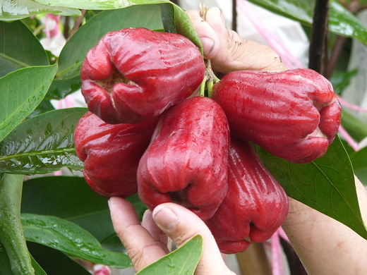 大量供应香水莲雾苗