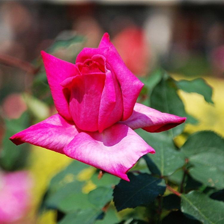 大花月季 大紫光 开花漂亮 长得快 四季开花