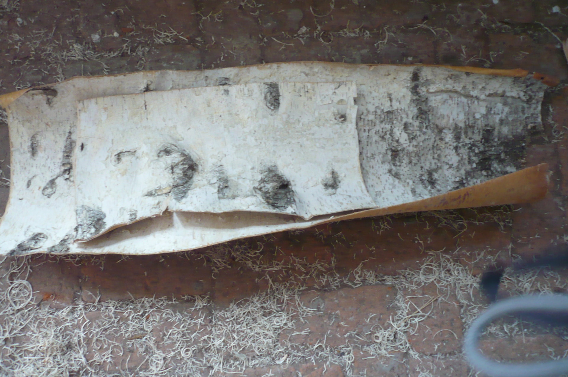 供应厂家热销高品质天然花材桦树皮 量大