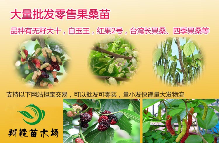 产地/厂家 江苏 品种 桑树 产品简介: 全年可挂果,种植当年即可挂果