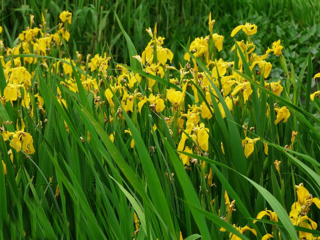 大量 批发优质水生植物 黄菖蒲 黄鸢尾 湿地绿化 黄花鸢尾