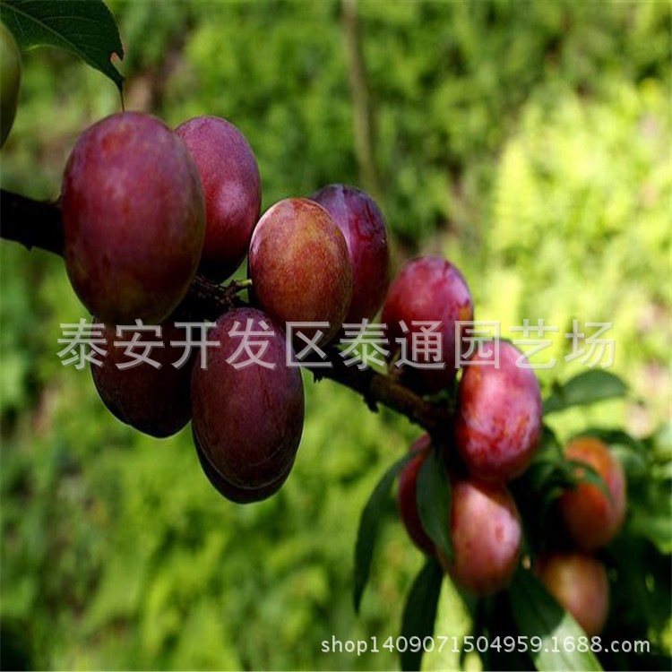 山东嫁接嫁接李子苗 当年嫁接李子树苗 袭人香速生李子苗图片