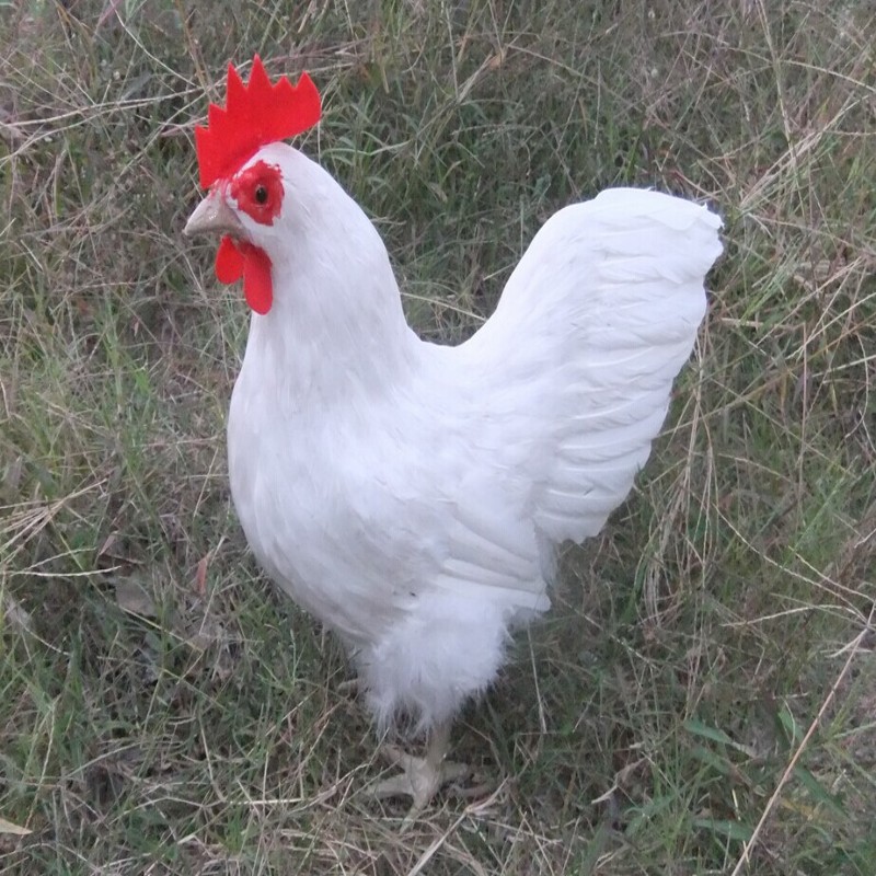 厂家直销 仿真白公鸡 家居摆件 摄影道具 羽毛纯手工制作