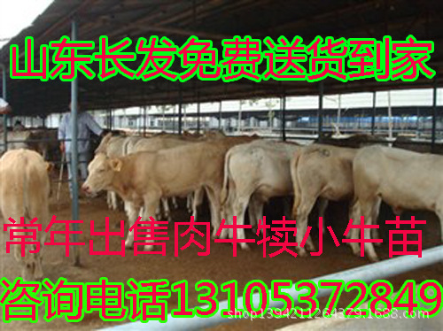 鲁西黄牛_广陵区鲁西黄牛\/鲁西黄牛\/鲁西黄牛