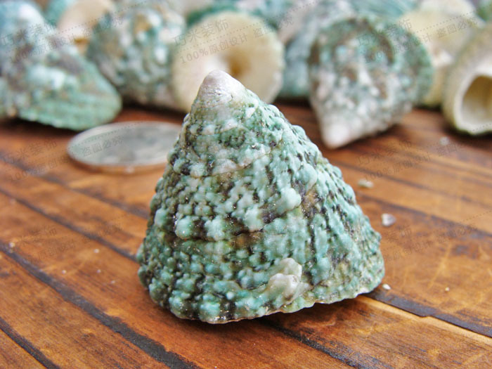 供应批发天然海螺 绿螺 绿色塔螺 工艺辅料装饰250克一份