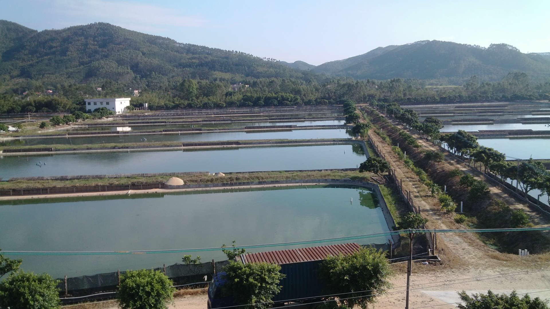 批发广东绿卡牌外塘生态养殖绿色无公害甲鱼