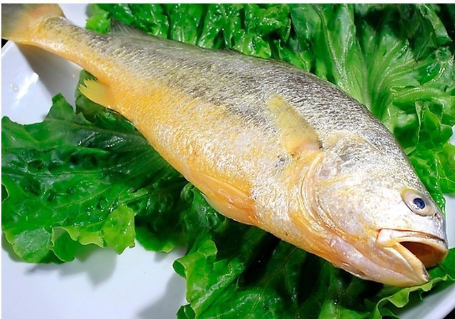 [批发供应]  真空 精品野生大黄鱼 口感美味 量多优惠