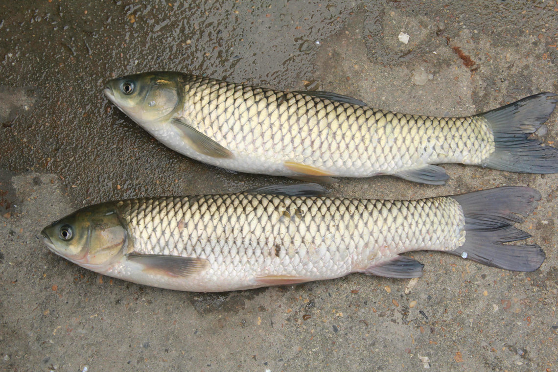 现货热销 淡水活草鱼 鲜活大草鱼 小草鱼 品质优良 营养鲜.
