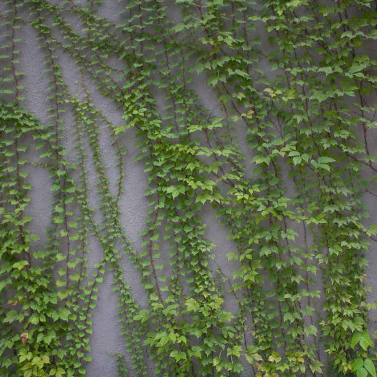 特价供应爬山虎 常青藤 三叶,五叶地锦苗木特价多伦县