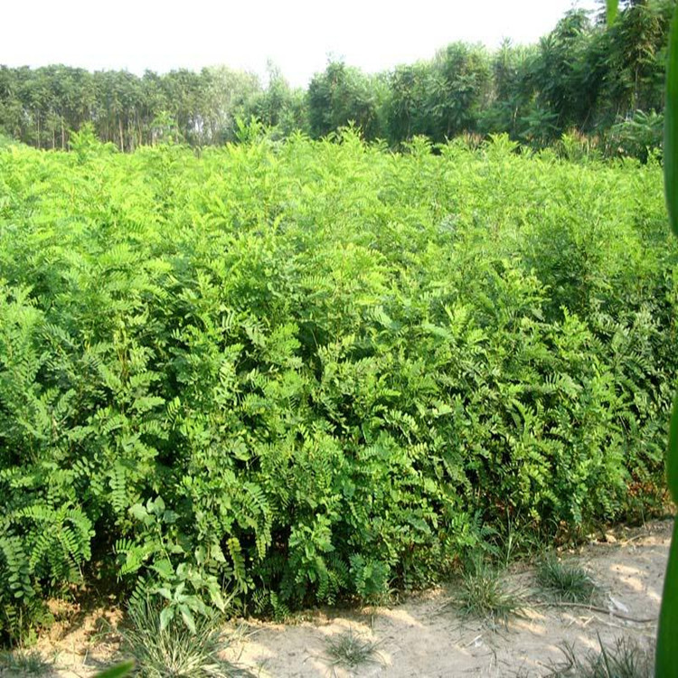 供应紫穗槐紫穗槐苗木价格优惠