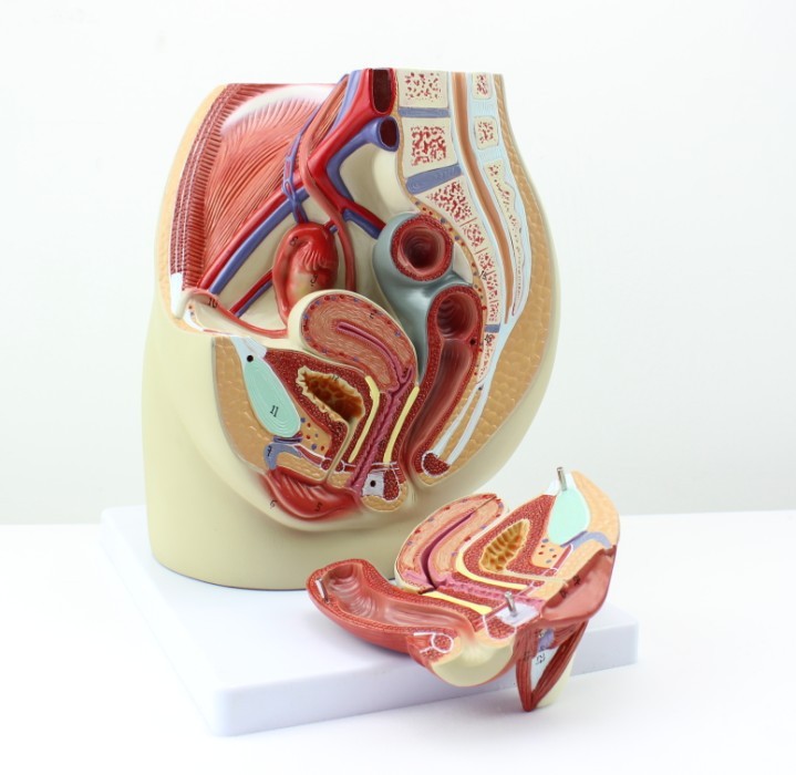 enovo 女性盆腔解剖模型 生殖泌尿子宫模型 女性骨盆教具