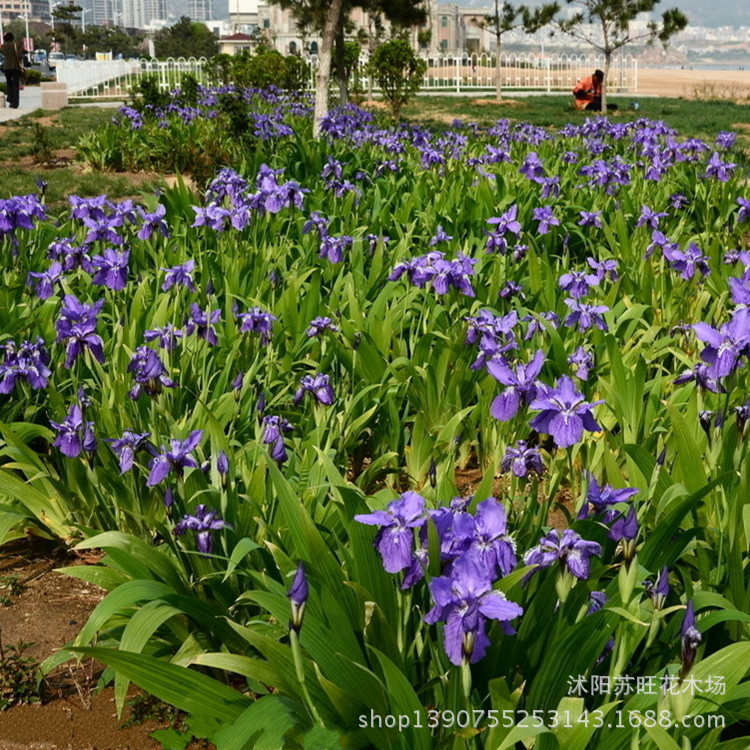 地被植物地被草花 紫花鸢尾 水生鸢尾蓝花鸢尾苗庭院道路公园绿化